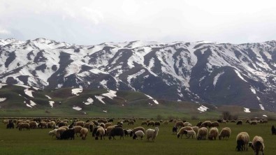 Yüksekova'da Koyunlar Meraya Çikmaya Basladi
