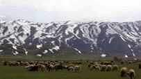 Yüksekova'da Koyunlar Meraya Çikmaya Basladi Haberi