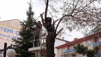 Yozgat Belediyesi Agaçlara Bahar Bakimi Yapiyor Haberi