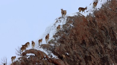 Bir Tanesini Bile Görmek Zorken Sürü Halinde Görüntülendiler