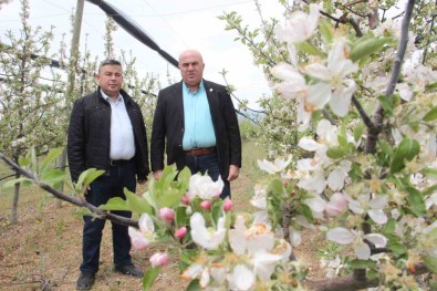 Karaman'da 12 Milyon Elma Agaci Ayni Anda Çiçek Açti