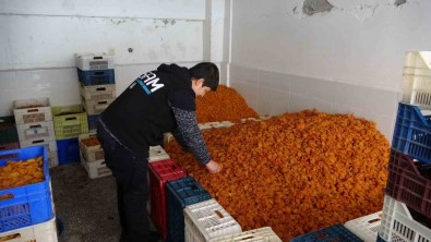 Kuru Kayisi Ihracati Depreme Ragmen Artti