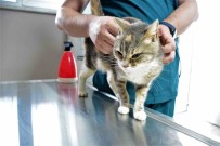 Öksüz Yavrularin Süt Annesi