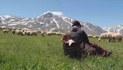 Erzincan'da Meralar Küçükbas Hayvanlarla Senlendi