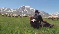 Erzincan'da Meralar Küçükbas Hayvanlarla Senlendi Haberi