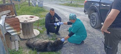 Yilanlarin Isirdigi Köpeklere Belediye Sahip Çikti