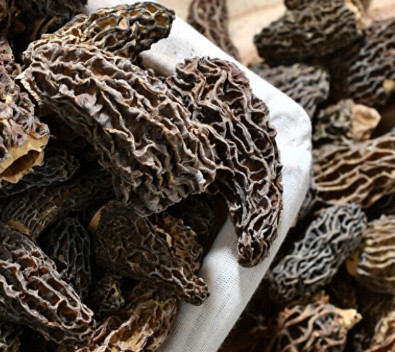 Altından daha değerli: Nisan yağmurlarıyla birlikte ormanlarda görülmeye başlandı