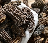 Altından daha değerli: Nisan yağmurlarıyla birlikte ormanlarda görülmeye başlandı