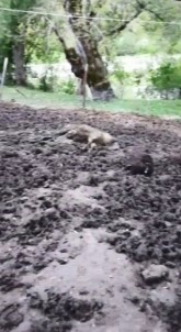 Artvin'de Agila Giren Ayi 20 Küçükbas Hayvani Telef Etti, 45 Hayvani Yaraladi