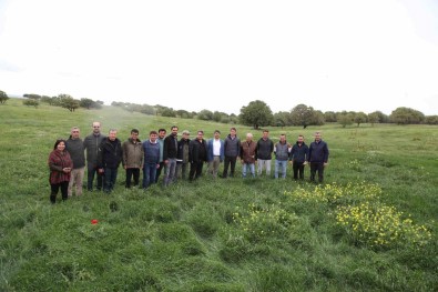 Gökçeada'da 4150 Dekarlik Mera Otlatmaya Açildi