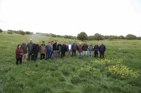 Gökçeada'da 4150 Dekarlik Mera Otlatmaya Açildi