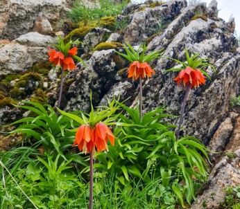 Kahramanmaras'ta Ters Laleler Kartpostallik Görüntüler Olusturdu