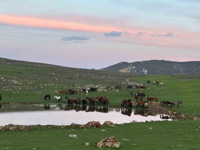 (ÖZEL) Göletlerden Su Içen Yilki Atlarinin Görüntüsü Amatör Kameralara Yansidi