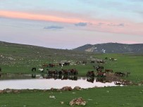 (ÖZEL) Göletlerden Su Içen Yilki Atlarinin Görüntüsü Amatör Kameralara Yansidi Haberi