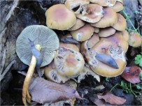 Türkiye'de Mantar Ölümlerinin Yüzde 95 'Köygöçüren' Mantarindan Kaynaklaniyor