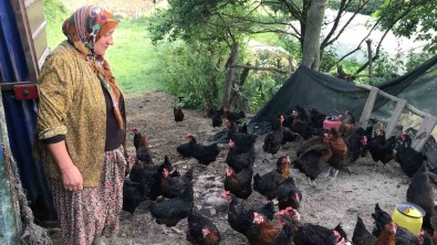 Üreticilere Yüzde 50 Hibeli Yumurta Tavugu