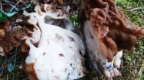 Altından daha değerli: Nisan yağmurlarıyla birlikte ormanlarda görülmeye başlandı