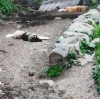 Koyunlarını otlatmak için geldi... Gördüğü manzara karşısında şoke oldu .