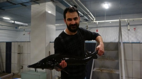 Bu balığın içinden çıkarıyorlar: 2 bin 500 dolara satılıyor!