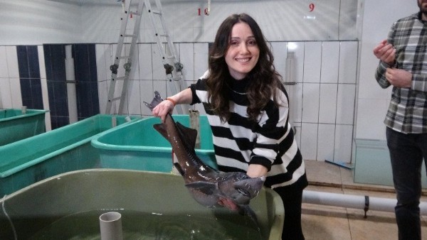 Bu balığın içinden çıkarıyorlar: 2 bin 500 dolara satılıyor!