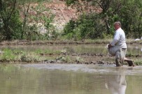 'Çeltik Ekimi' Gecikmeli Basladi