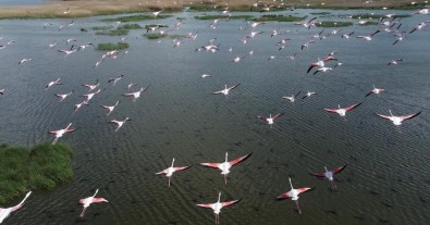 (ÖZEL) Flamingolar Göç Yolunda Dron Ile Görüntülendi