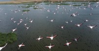 (ÖZEL) Flamingolar Göç Yolunda Dron Ile Görüntülendi Haberi