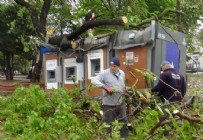 ATM'lerin üzerine ağaç devrildi: Para çekmeye devam ettiler