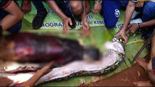 Kadını diri diri yedi! Pitonun karnını yardıkları anlar kan dondurdu…