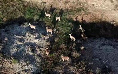 Dagda Gezerken Sürü Halinde Karsisina Çiktilar, Aklina Ilk Dron Geldi