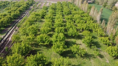 Igdir'daki Irem Baglari'nda Bahar