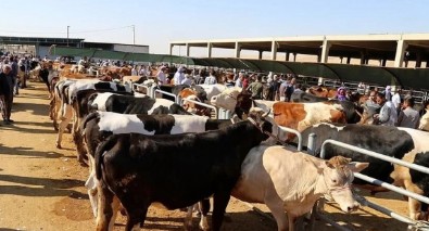 Diyanet İşleri Başkanı Erbaş, 2023 yılı vekaletle kurban kesim bedellerini açıkladı