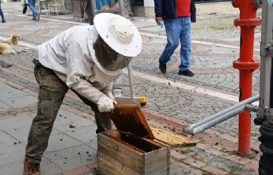 Edirne'de ilginç olay: Binlercesi bir anda saldırıya geçti