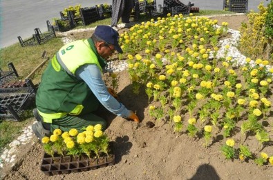 Eregli Belediyesi Park Ve Refüjlere Çiçek Dikimini Sürdürüyor