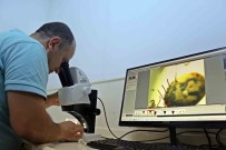 Bir Defada Binlerce Yumurta Birakiyor, Hayvan Ve Insanin Kanini Emerken Anestezi Uyguluyor