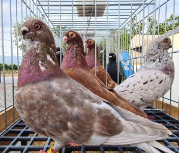 Denizli'ye Özgü 'Tokur' Irki Güvercinler Güzellikleriyle Yaristi