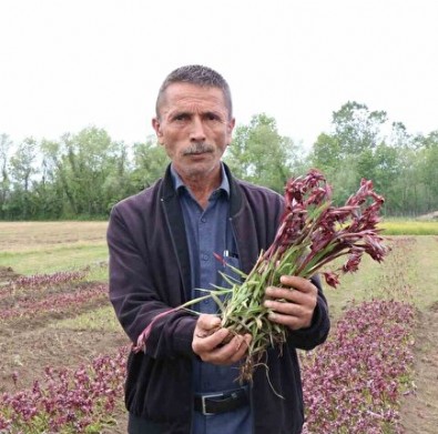 Topraktan çıkan altın: Kilosu 2 bin TL