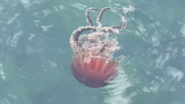 Marmara Denizi’nde yeni tehdit: Pusula Denizanası! Tüm canlıları etkiliyor .