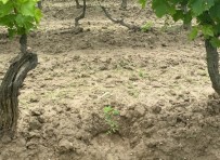 Üzüm Baginda Hint Keneviri Yetistirdi