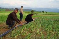 Dolu Yagisinin Vurdugu Tasköprü Sarimsagi Tarlalarinda Yüzde 50 Verim Kaybi Öngörülüyor