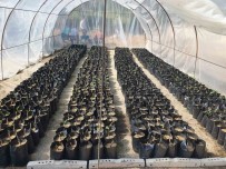 Nazilli Belediyesi Fidan Üretim Tesisi Ile Milli Tarim Hamlesini Güçlendiriyor