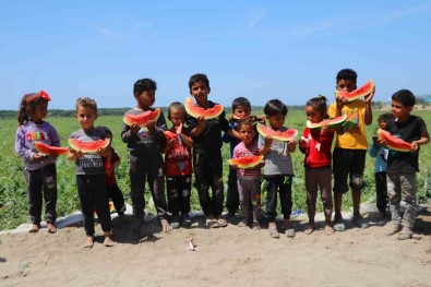 Tescilli Adana Karpuzu Dünya Sofralarini Da Süslüyor