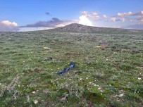 Hayvanlar Yalniz Dönünce, Çoban Arazide Ölü Bulundu