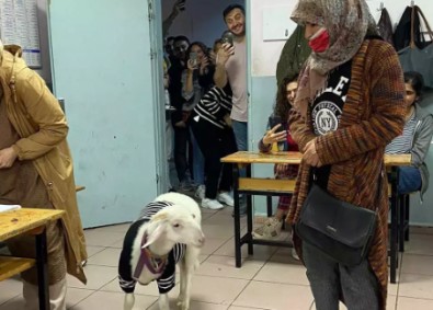 Sarıyer'de oy kullanmaya giderken kuzusuna kazak giydirdi