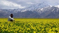Yüksekova'nin Ovasi Sari Çiçeklerle Rengarenk Oldu Haberi