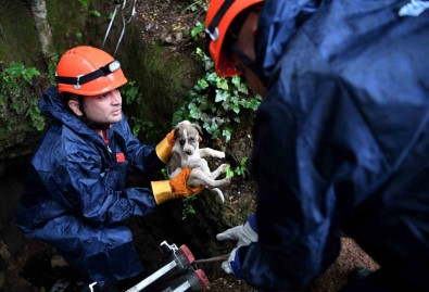 5 Metrelik Çukurda Mahsur Kalan Yavru Köpek Kurtarildi