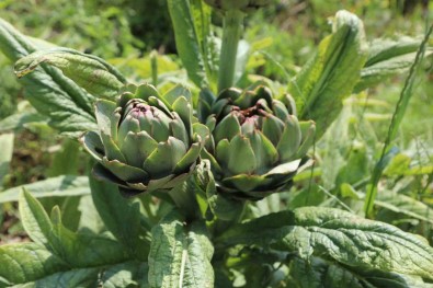 Belediyenin Tarimsal Kalkinma Çalismalari Sürüyor