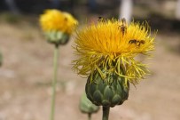 Bu Çiçegi Koparmanin Cezasi 244 Bin TL