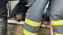 Su Kuyusuna Düsen Ineklere Kurtarma Operasyonu