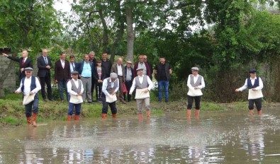 Bafra Ovasi'nda Çeltik Tohumlari Toprakla Bulusuyor